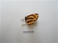藏品(金環蛺蝶)的圖片